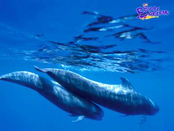 Royal Delfin Tenerife
